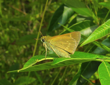 Crossline Skipper female